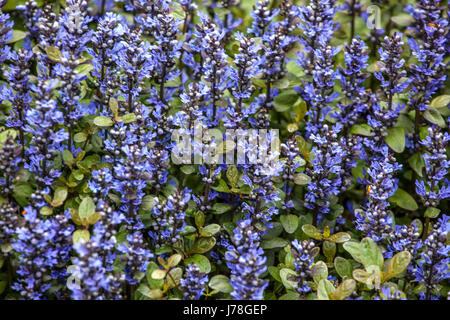 Ajuga reptans 'Mini-Mahagoni" Stockfoto