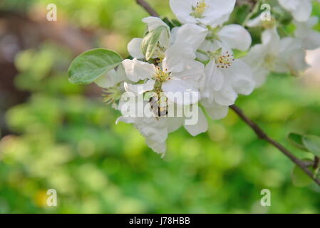 Eine Biene sitzt auf Apfelbaum Zweig mit weißen Blüten im Sommer Stockfoto