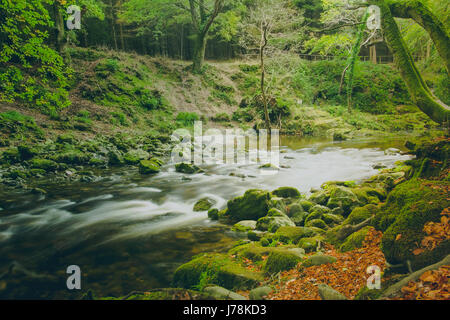 Lange Exposition Schuss von einem kleinen Bach Wasser läuft über einen felsigen Bett umgeben von Moos bedeckt Rock Erde mitten in Tollymore Forest Park. Stockfoto