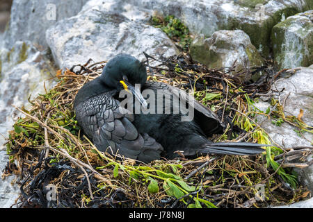 Europäische shag Elternteil, Phalacrocorax Aristotelis, schlafen auf großen Nest mit Kopf gefaltet, Inner Farne Insel, Northumberland, England, Großbritannien Stockfoto