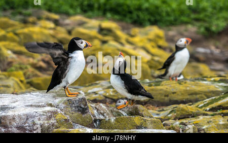 Nahaufnahme von drei Atlantischen Papageientaucher, Fratercula arctica, Kommunikation auf einem Felsvorsprung an der inneren Farne Insel, Northumberland, England, Großbritannien Stockfoto