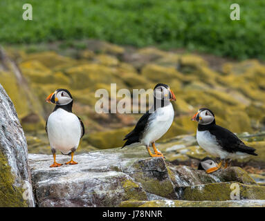 Nahaufnahme von drei Aylantic Papageientaucher, Fratercula arctica, wachsam auf einem Felsvorsprung an der inneren Farne Insel, Northumberland, England, Großbritannien Stockfoto