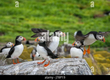 Nahaufnahme einer Gruppe Atlantischer Papageientaucher auf einem Felsvorsprung, Fratercula Arctica, auf Inner Farne Island, Northumberland Stockfoto