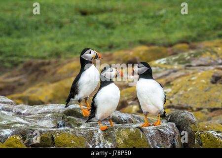 Nahaufnahme von drei Atlantischen Papageientaucher Fratercula arctica wachsam auf einem Felsvorsprung an der inneren Farne Insel, Northumberland, England, Großbritannien Stockfoto