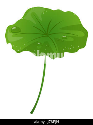 Blatt Blätter Tropfen Lotus Wasser Tropfen Wassertropfen Wasser Laub Tropfen sickern Stockfoto