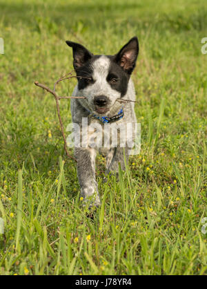 Texas Heeler Welpen mit einem kleinen Stock fand sie Stockfoto