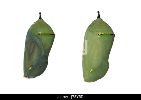 Zwei Monarch-Schmetterling Puppen mit einem Tag Unterschied in der Entwicklung, zeigen die linke fast bereit für Bewegungsapparate als Flügel durch die shel Stockfoto