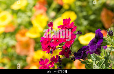 Fuchsia farbige Eisenkraut Blumen gegen hellen gelben und orangefarbenen Blüten auf Hintergrund Stockfoto