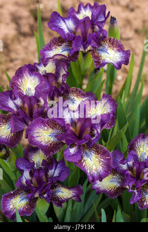 Standard Zwergbärtige Iris barbata nana Iris „transcribe“, lila Iris Stockfoto