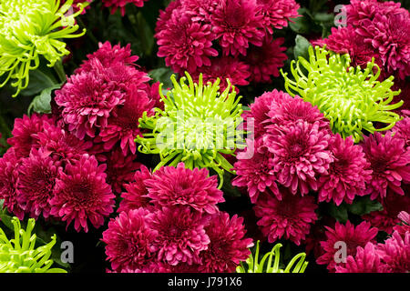 Chrysantheme Samson und Chrysanthemen grün Nebel Blüten im Frühjahr. Stockfoto