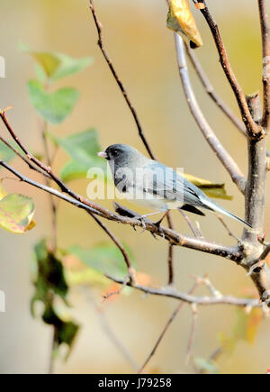 Dunkeläugiger Junco (Junco hyemalis), der im Herbst auf einem dünnen Zweig thront und sein schiefergraues Gefieder und seinen weißen Bauch im weichen jahreszeitlichen Licht zeigt. Stockfoto