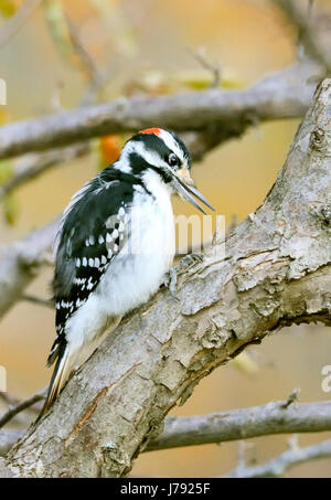 Ein haariger Specht-Vogel - Leuconotopicus villosus, auf einem Ast thront. Stockfoto