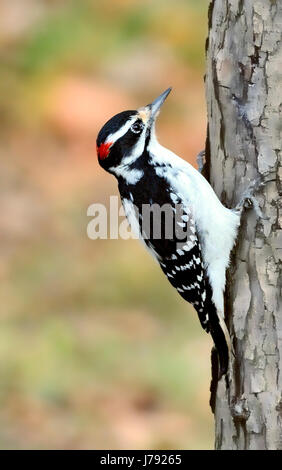 Ein haariger Specht-Vogel - Leuconotopicus villosus, auf einem Baum, vor einem verschwommenen Hintergrund abgebildet. Stockfoto