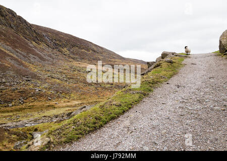 Ein einsamer Schaf zu Fuß auf einem Pfad in Irland Bergen Stockfoto