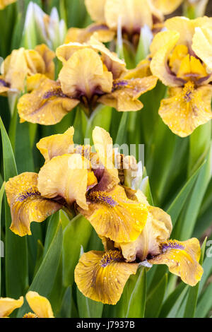 Standard Zwergbärtige Iris barbata nana Iris „Wizard of ID“ Stockfoto