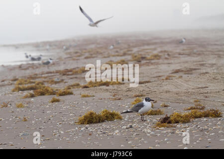 viele Möwen am Ufer mit Muscheln und Algen. einer sucht in die Kamera Stockfoto