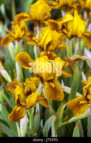 Standard Zwergbärtige Iris barbata nana Iris 'Bronze Babe'' ZwergIris Garten Stockfoto