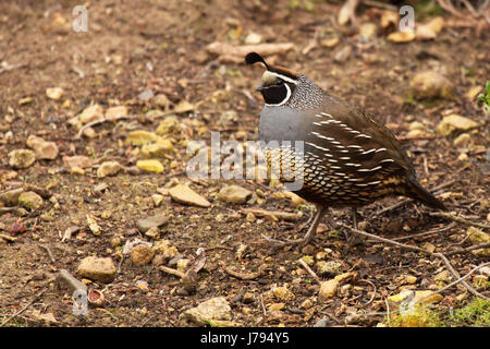 Eine männliche Kalifornien Wachteln pausieren während eines morgendlichen Fütterung unter Punkt Reyes National Seashore. Stockfoto