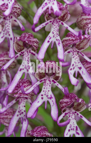 Nahaufnahme der Hybrid Affe/Lady Orchidee in Oxfordshire, Vereinigtes Königreich Stockfoto