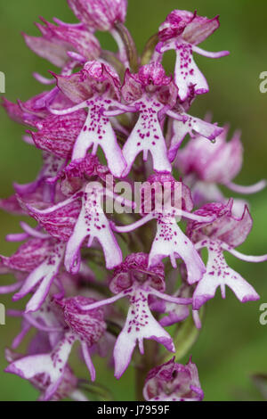 Nahaufnahme der Hybrid Affe/Lady Orchidee in Oxfordshire, Vereinigtes Königreich Stockfoto