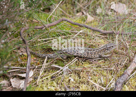 Nahaufnahme der weibliche Zauneidechse (Lacerta Agilis) mit Zecken - diese sind allgemein gesehen, um die Basis des Vorderbeins, wo die Eidechse nicht erreichen kann Stockfoto