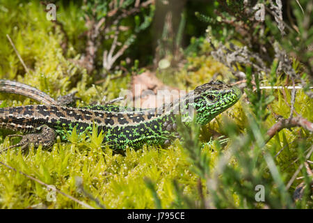 Nahaufnahme des männlichen Zauneidechse (Lacerta Agilis) mit Zecken - diese sind allgemein gesehen, um die Basis des Vorderbeins, wo die Eidechse nicht erreichen kann Stockfoto