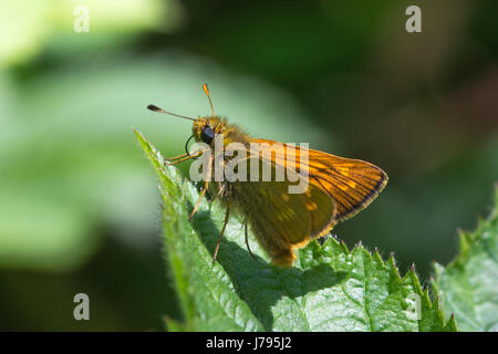 Nahaufnahme von großen Skipper Butterfly (Ochlodes Sylvanus) Stockfoto