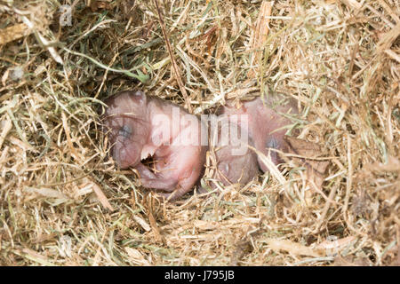 Close-up baby (Neugeborene) Feld Wühlmäuse, auch als short-tailed Feldmäuse (Microtus agrestis) ohne Fell in ihrem Nest in Surrey, UK Stockfoto