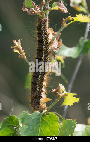 Nahaufnahme der Trinker Falter Raupe (Euthrix Potatoria) in Surrey, Großbritannien Stockfoto