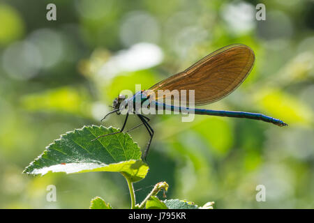 Nahaufnahme der weiblichen schöne Prachtlibelle (Calopteryx Virgo) Stockfoto