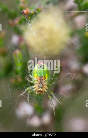 Nahaufnahme des weiblichen grünen Orb-Weaver Spider, auch bekannt als Gurke Spinne (Araniella Cucurbitina) und Ei-Sac - in Surrey Heide, UK Stockfoto