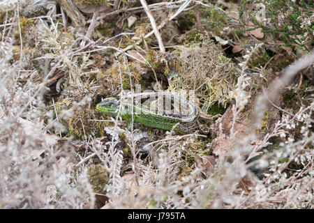 Männliche Zauneidechse (Lacerta Agilis) sonnen sich in Surrey Heide Stockfoto