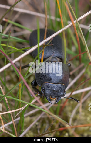 Nahaufnahme von geringerem Hirschkäfer (Dorcus Parallelipipedus) Stockfoto