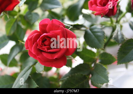 Kleine rote Rosen Stockfoto