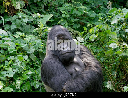 Berg-Gorilla-Familie im Virunga Nationalpark, demokratische Republik Kongo - Januar 2017 Stockfoto