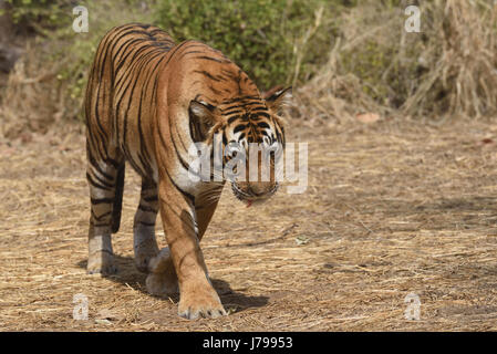 Alert Tiger auf in die trockene Gräser des trockenen laubwechselnden Wald von Ranthambore Tiger reserve, Rajasthan, Indien Stockfoto