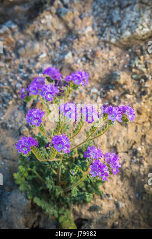 Phacelia Frühling Wildblumen blühen in der Wüste in der Nähe von Borrego Springs, Kalifornien, USA. Stockfoto