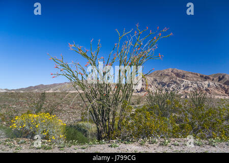 Eine Ocotillo Pflanze blüht in der Anza Borrego Desert State Park, in der Nähe von Borrego Springs, Kalifornien, USA. Stockfoto