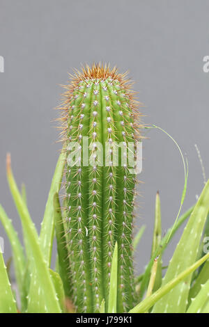 Schuss von Echinopsis Spachiana Kaktus mit Dornen hautnah Stockfoto