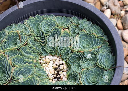 Schließen Sie herauf Bild von Echeveria Glauca oder als Aeonium bekannt oder bekannt als saftig grüne Rose Stockfoto