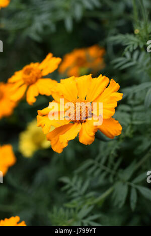 Afrikanische amerikanische Ringelblumen oder bekannt als Tagetes erecta Stockfoto