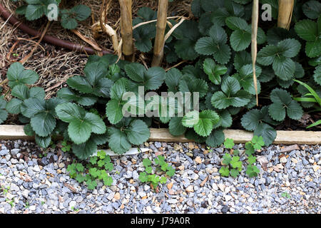 Nach Hause angebauten Erdbeeren Läufer wächst auf dem Boden Stockfoto