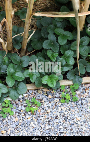 Nach Hause angebauten Erdbeeren Läufer wächst auf dem Boden Stockfoto