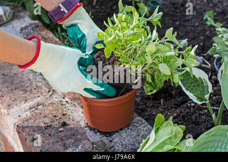 Behandschuhten Händen eines Gärtners Oregano in ein Gemüsebeet Pflanzen. Stockfoto