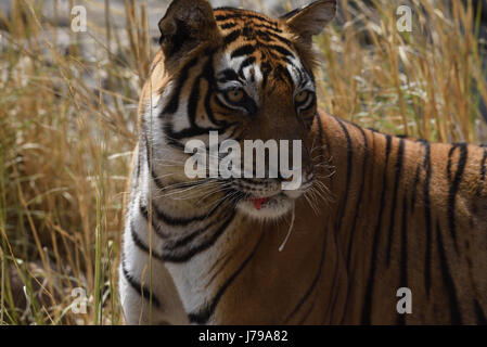 Bengal Tiger verletzte weibliche T39 nach kämpfen, im Ranthambore Nationalpark, Rajasthan, Indien Stockfoto