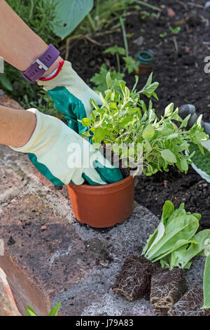 Behandschuhten Händen eines Gärtners Oregano in ein Gemüsebeet Pflanzen. Stockfoto