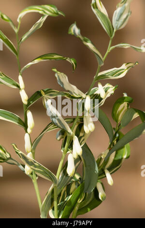 Laub und späten Frühling Blüten des winterharte Hybriden Salomonssiegel, Polygonatum X hybridum "Striatum" Stockfoto