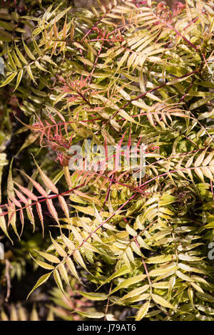 Rot gefärbte junge Laub des Schnittes Endivie, falsche Goatsbeard Strauch, Sorbaria Sorbifolia "Sem" Stockfoto