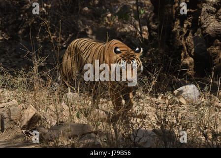 Tiger brüllt in Ranthambhore National park Stockfoto