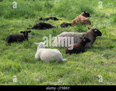 braune und weiße Schafe an einem sonnigen Tag auf der Wiese liegend Stockfoto